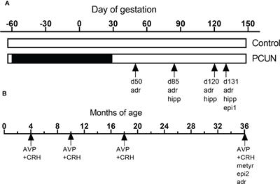 Effect of maternal periconceptional undernutrition in sheep on cortisol regulation in offspring from mid-late gestation, through to adulthood